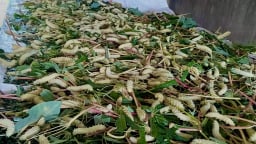 Con động vật lưng gai tua tủa, dân vùng này ở Phú Thọ bắt bán làm đặc sản, rang lá chanh thơm lừng