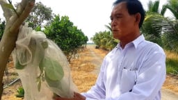 Cho lúa 'ôm' cây mít Thái, một tỷ phú vùng Đồng Tháp Mười ở Long An thu lời tiền tỷ/năm