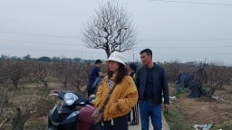 Cả làng mong trời ấm, riêng nông dân một xã ở Hải Phòng lại mong lạnh hơn để đào nở đúng dịp Tết