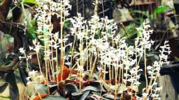 Chuyện lạ Gia Lai, vô một khu rừng trồng loài hoa lan rừng gì mà chả để làm cảnh, chỉ hái làm thuốc?