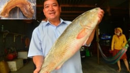 Việt Nam có một loài cá đặc sản được xếp vào hàng đắt đỏ bậc nhất, trong bụng chứa một thứ quý như vàng
