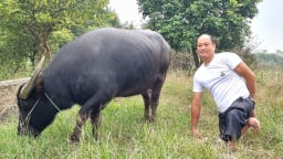 Chuyện lạ Ninh Bình, một con trâu to đùng giúp ông chủ khuyết tật cưới được vợ, như hiểu tiếng người