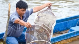 Đây là 2 kiểu nuôi tôm đang được nông dân Cà Mau ưa thích, ngành chức năng khuyến cáo nên làm theo