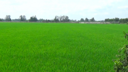 Bắt Chủ tịch xã ở Thái Bình vì lạm quyền trong khi thi hành công vụ