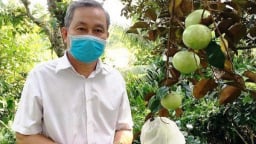 Loại trái cây đặc sản, quả ngon này ở một huyện của Tiền Giang hễ ai nhìn thấy là muốn cắn một miếng