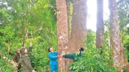 Khu rừng này ở Tuyên Quang la liệt cây cổ thụ hình thù kỳ dị, dân canh giữ như báu vật của làng