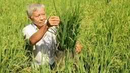 Chuyện lạ Bến Tre, một ông nông dân ra ruộng nhổ lúa lên làm chậu cây kiểng chưng tết, bán đắt hàng