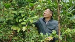 Trồng cây đặc sản ra hoa bán đắt như vàng, ở một huyện của Quảng Ninh, nhà nào trồng đều khá giả