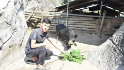 Cho lợn đen vào hang đá ở, ai ngờ con nào con nấy khỏe như vâm, anh nông dân Hòa Bình ung dung thu tiền