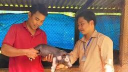 Đây là con đặc sản mà anh nông dân Bình Định nuôi thành công, hễ nói bán là khối người đòi mua