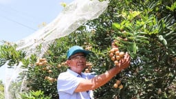 Nông dân một nơi ở Bà Rịa-Vũng Tàu trồng nhãn, nuôi ong dú mà nhiều người đang đến xem