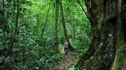 Huyền thoại về loài rắn hổ mây khổng lồ hàng chục kg ở hòn đảo lớn nhất Việt Nam