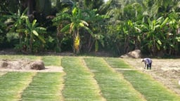 Chuyện nghe như lạ ở Vĩnh Long, hạn mặn như thế, dân một huyện vẫn có tiền từ bán 'cỏ dại'?