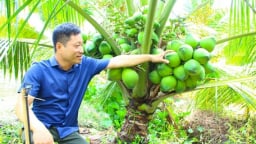 Dừa xiêm xanh do anh nông dân Vĩnh Long trồng kiểu gì mà cây thấp tè đã ra trái quá trời, muốn hái phải ngồi?