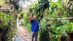 Trồng lan rừng, vườn đẹp như phim, nuôi thêm lợn rừng, một hội viên, nông dân Bắc Kạn giàu lên