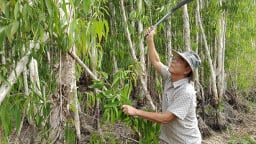 Trồng rừng cây gì mà một ông nông dân Cà Mau thành tỷ phú
