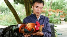 Đây là con vật nuôi mới, cây trồng mới giúp làm giàu ở Vĩnh Phúc, có 'cây tiền tỷ', nuôi gà rừng lạ mắt