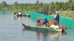 Nuôi cá ruộng ở Hậu Giang kiểu gì lạ lắm, chả phải cho ăn mấy, cá vẫn lớn, bắt được la liệt cá đồng