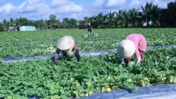 Nghị định thư về xuất khẩu dưa hấu sang Trung Quốc sắp có hiệu lực, doanh nghiệp, người dân cần chuẩn bị điều kiện gì?