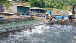 Cá to bự quẩy nước ầm ầm trong lồng bè, dân lòng hồ Hòa Bình đang chống nóng cho đàn cá kiểu gì?