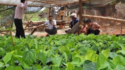'Liều' trồng rau rừng trong vườn, ai ngờ anh nông dân Đắk Lắk hái đến đâu thương lái 'khuân' hết