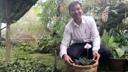 Ở một nơi của Lâm Đồng đang trồng la liệt hoa lan rừng, có loài lan rừng mang tên Hài hồng đẹp tinh khôi