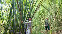 Cây lùng đạt chứng chỉ FSC lên giá, có từng nào bán cũng hết giúp dân nơi này ở Nghệ An thoát nghèo