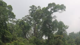 Một khu rừng ở Lào Cai thấy la liệt cây cổ thụ tuổi thọ hàng trăm năm, có cây đã 1.000 tuổi?