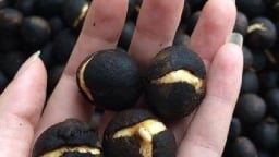 Quả này là quả gì mà nay thành 'hàng hót', giá tới 100.000 đồng/kg