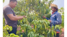 Đây là người đầu tiên của làng Phung ở Gia Lai trồng cà phê, bao nhiêu năm thì lãi 800 triệu/vụ?