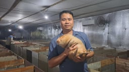 Nuôi con đặc sản, mấy lần suýt sạt nghiệp, nay trai làng ở Thái Nguyên thu tiền tỷ/năm