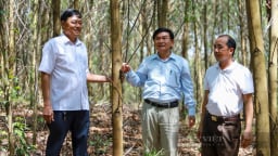 Quảng Trị trồng rừng bán tín chỉ carbon, nông dân Thừa Thiên Huế lại giàu lên nhờ sản xuất hữu cơ