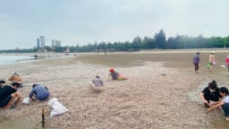 1km bờ biển Cửa Lò của tỉnh Nghệ An bỗng xuất hiện vô số sò huyết, dân thi nhau ra nhặt