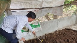 Ông nông dân Bến Tre nuôi một con vật chui rúc, biến thứ bẩn ra phân bón tốt, nhà khá giả hẳn lên
