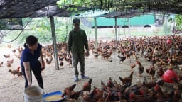 Cả làng ở Hà Tĩnh nuôi gà chạy trên cát, bán vài ngàn con hết veo, nhà nào nuôi nhà đó khá giả