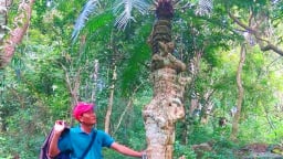 Loài cây cổ thụ này mọc trên một ngọn núi của An Giang ai cũng biết tên mà chả biết tuổi, gốc như hóa đá