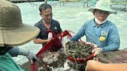 Bà Rịa-Vũng Tàu: Rõ khổ, con vật nuôi chủ lực tụt giá, đến một nông dân xuất sắc cũng kêu 'hổng trụ nổi'