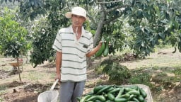 Loại quả ngon này ở một huyện của Lâm Đồng đang bán chật vật, ngành chức năng khuyến cáo điều gì?