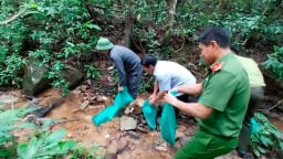 9 con động vật hoang dã có tên trong sách Đỏ được thả về một khu rừng ở Gia Lai
