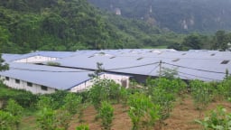 Thái Nguyên: Sau phản ánh của Dân Việt, xử phạt 320 triệu đồng với chủ trại lợn gây ô nhiễm môi trường 