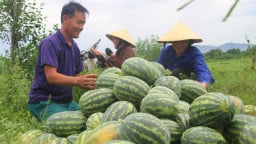 Nhiều hoạt động sôi nổi của Hội Nông dân tỉnh Nghệ An trong 6 tháng đầu năm 2024