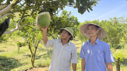 Trồng bưởi da xanh ra trái quanh năm, anh nông dân được Chủ tịch UBND tỉnh Bình Định tặng bằng khen