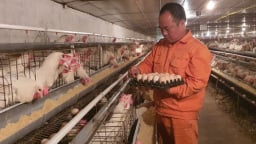 Mục sở thị mô hình nuôi gà đẻ 'trứng vàng' của anh kỹ sư nông nghiệp: Gà được nghe nhạc, ăn thảo dược