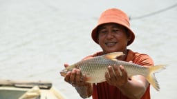 Nơi con sông Vàm Cỏ Đông từ Campuchia chảy vào đất Việt Nam ở Tây Ninh, dân bắt cá ngon thế này đây