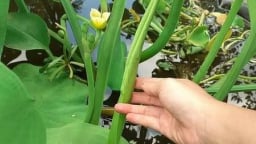 Loại rau dại tên nghe mắc cười, xưa gạt đi chả hết, nay trồng ruộng ở Hậu Giang, liền bán đắt như tôm tươi