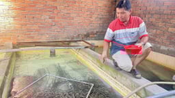 Anh nông dân Cần Thơ nuôi thành công 2 loài vật bơi, lặn giỏi, bán làm đặc sản bình dân mà giàu lên