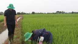 Con vật quái ác tàn phá cánh đồng, nông dân Hải Dương thuê hẳn một doanh nghiệp về làm hợp đồng tiêu diệt