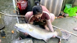 Nuôi 3 năm chả thấy mặt tôm, cua, một người Cà Mau bỏ thứ này xuống, bất ngờ bắt thủ phạm 'bự chà bá'