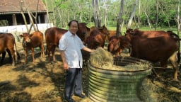 Nuôi lợn, nuôi gà, nuôi cả bò, một người Quảng Nam có doanh thu hơn 10 tỷ đồng/năm, là Nông dân Việt Nam xuất sắc