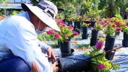 Loại cây cảnh đang hot này hễ tới thì là tuôn hoa như suối, cản chả kịp, dân nơi này ở Vĩnh Long giàu luôn